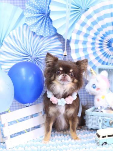 20231108チロルくん